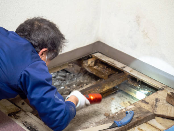 Best Attic Mold Remediation in Hornsby Bend, TX