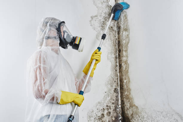 Best Attic Mold Remediation in Hornsby Bend, TX