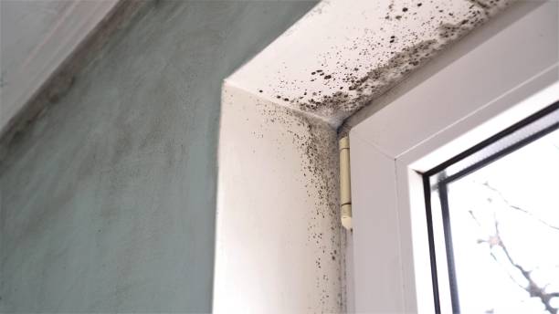 Best Residential Mold Remediation in Hornsby Bend, TX