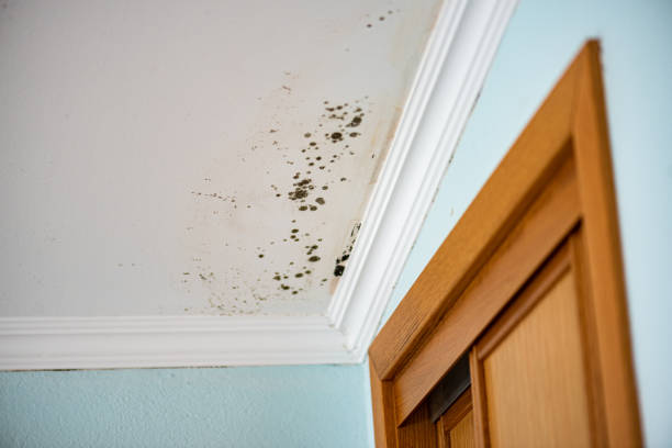 Best Post-Flood Mold Remediation in Hornsby Bend, TX