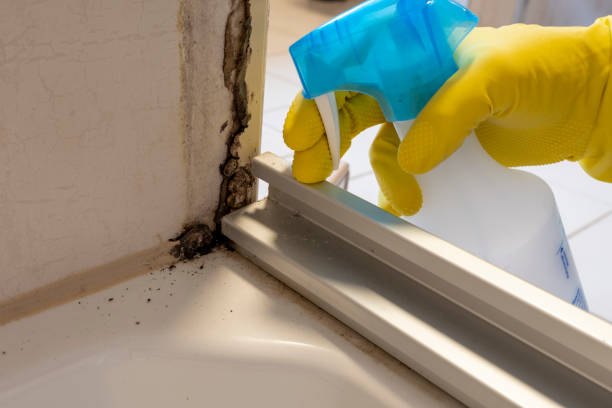 Best Bathroom Mold Remediation in Hornsby Bend, TX