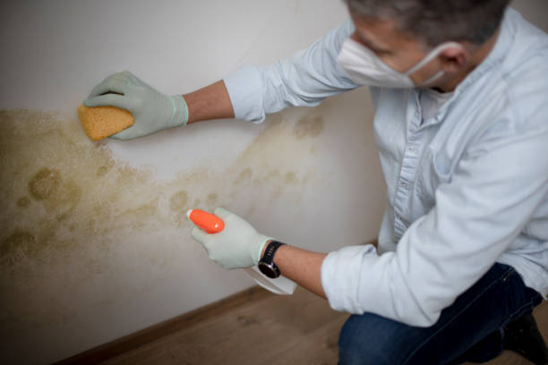 Best Mold Testing and Inspection Services in Hornsby Bend, TX