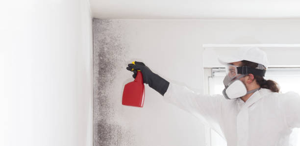 Best Commercial Mold Remediation in Hornsby Bend, TX