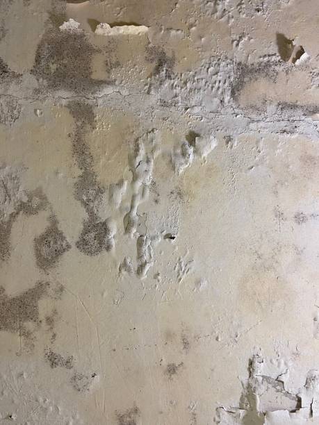 Best Mold Remediation for Specific Building Types in Hornsby Bend, TX