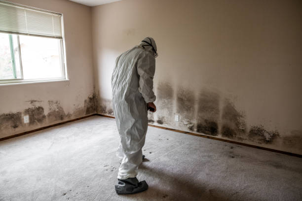 Best Commercial Mold Remediation in Hornsby Bend, TX