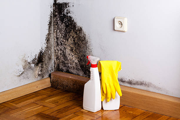 Best Post-Remediation Services in Hornsby Bend, TX