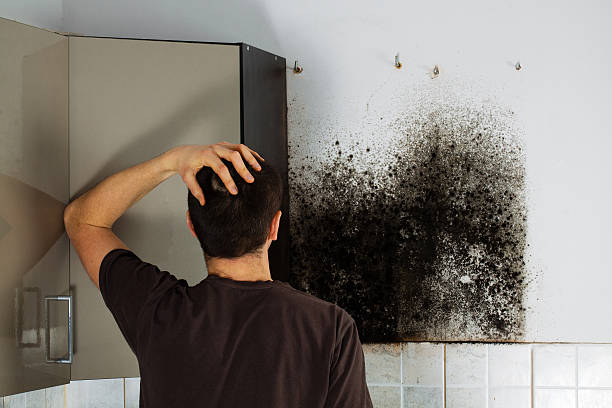 Best Health and Safety Mold Remediation in Hornsby Bend, TX