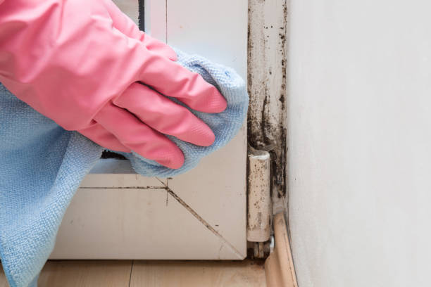 Hornsby Bend, TX Mold Remediation Company