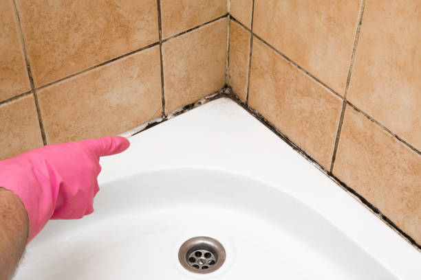 Best Post-Flood Mold Remediation in Hornsby Bend, TX